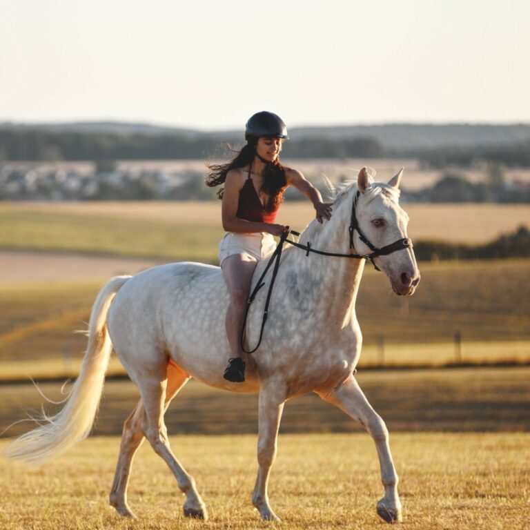 Chevaux de loisirs