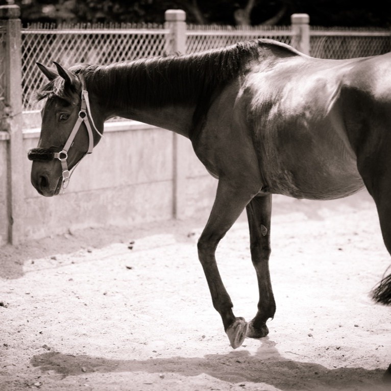 Chevaux sensibles