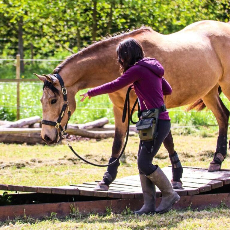 Chevaux en croissance