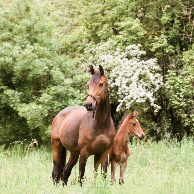 poulinière et son poulain dans un pré